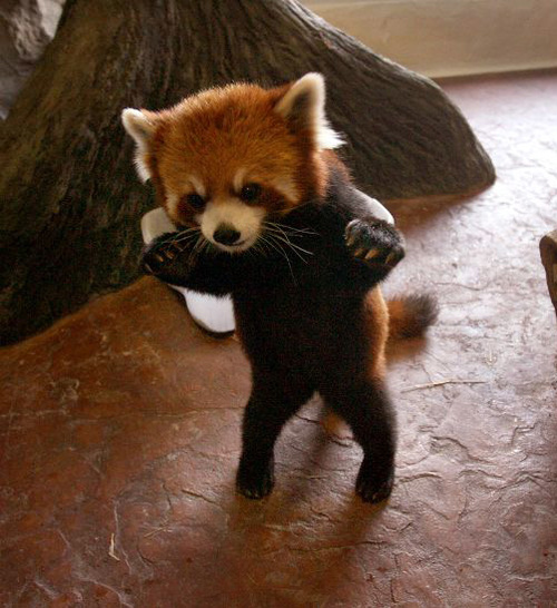 Red Panda