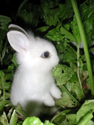 Baby Bunny