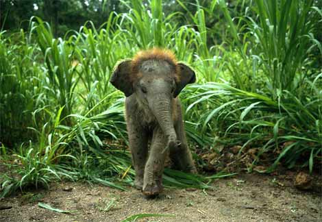 baby elephant