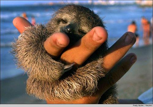 baby sloth