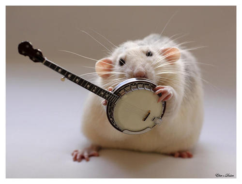 Banjo Mouse