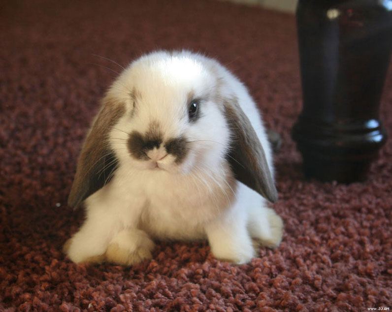 bunny floor