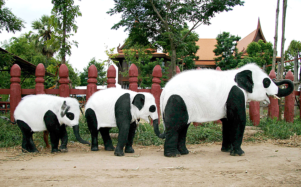 Pandelephants