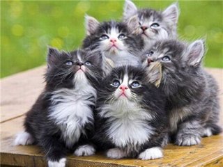 kittens looking up