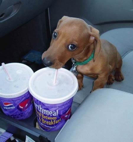 Thirsty Weiner