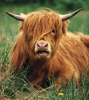 Emo Cow