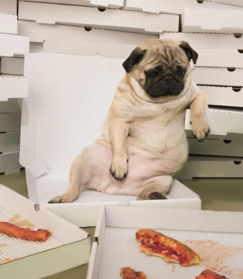 Pug Pizza