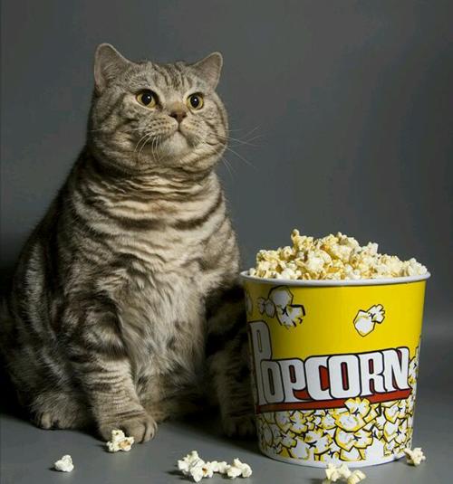 Popcorn Cat