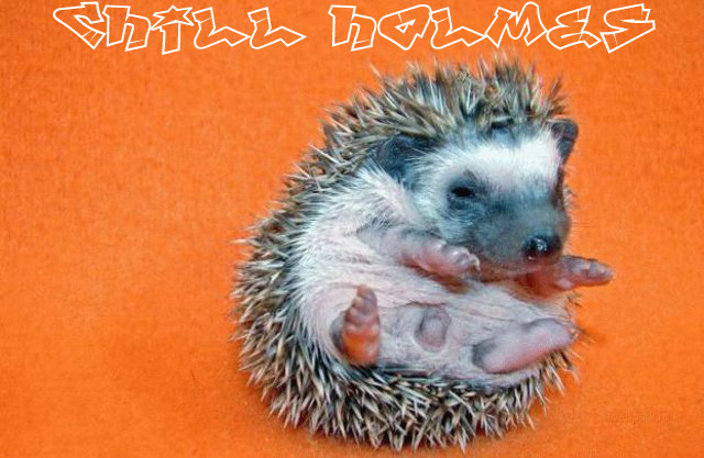 chill holmes hedgehog