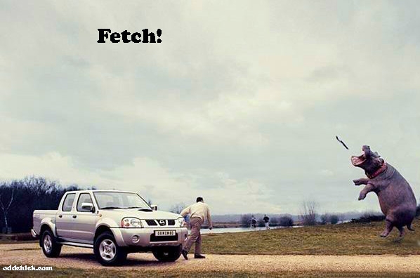 fetch