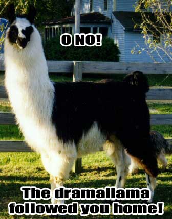 DRAMA LLAMA