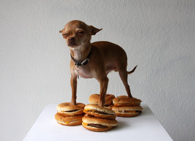 cheeseburger pup