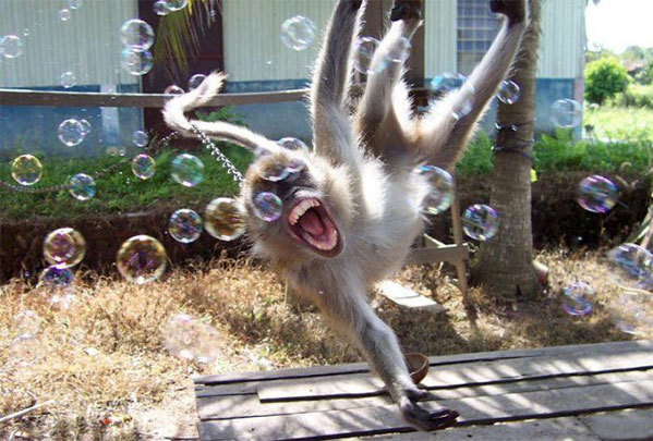 monkey_bubbles.jpg