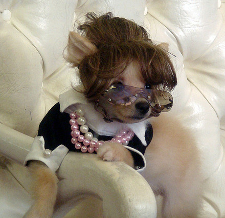 Palin Pup