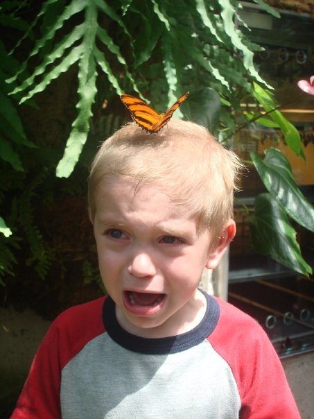 lol butterfly