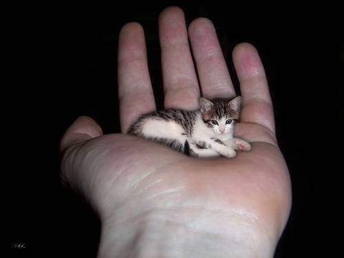 palm cat