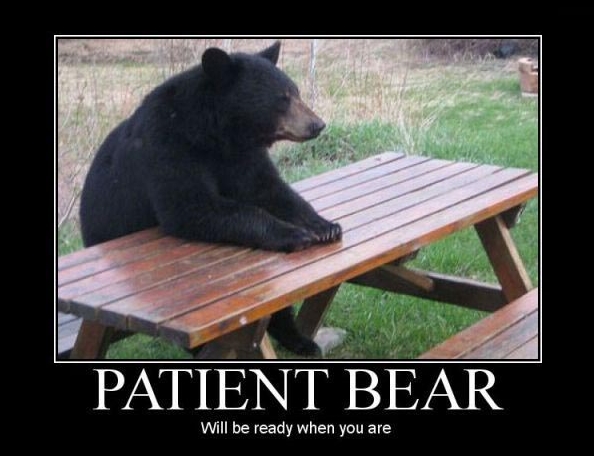 Patient Bear