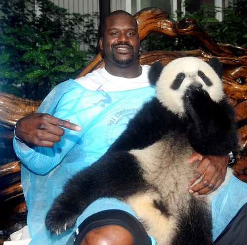 Shaq Panda