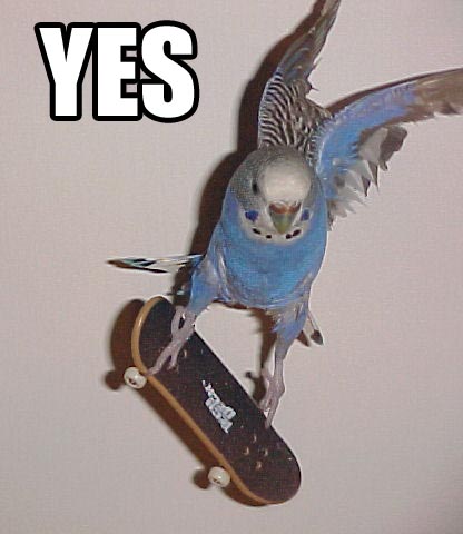 radical_bird.jpg