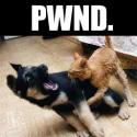 pwnd pup