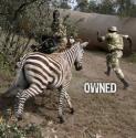Zebra ownage
