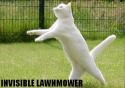 Invisible Lawnmower