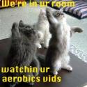 aerobic cats