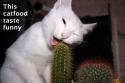 cactus cat