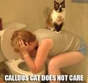 Callous cat