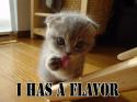 flavor cat