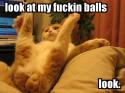 HARBL Cat