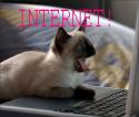 internetcat