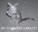 karate cat