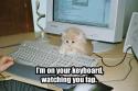 keyboard cat