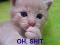 oh shit cat