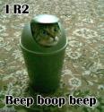 I R2 cat