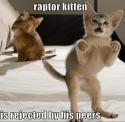 Raptor Kitten