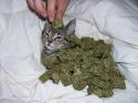 420 cat