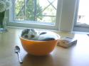 cat in bowl