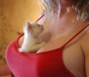 cleavage kitty