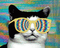 psychedelic cat