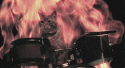 flames cat