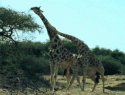 Giraffe Fight
