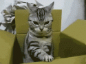 boxcat