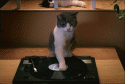 catdj