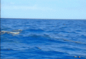 Dolphin Spin