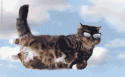 Flying Cat