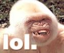 LOL Albino Gorrilla