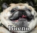 Bueno Pug