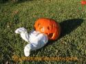 Baby eating pumpkin